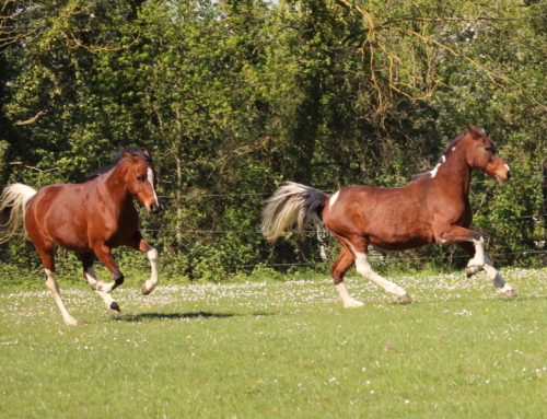 Dealing with Laminitis